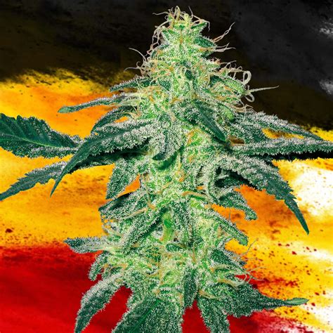 sensi seeds kontakt deutschland|sensi seeds deutschland.